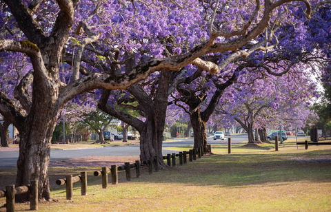 Grafton Jacaranda Festival - Events Australia 2