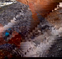 Learn all about Australia's Hidden Treasures - The Kimberley - Events Australia