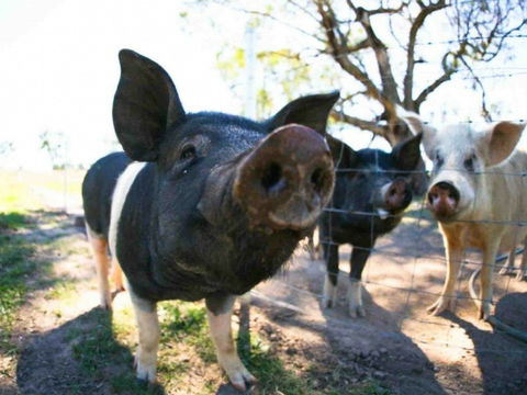 Mudgee Farm Walks - Events Australia 0