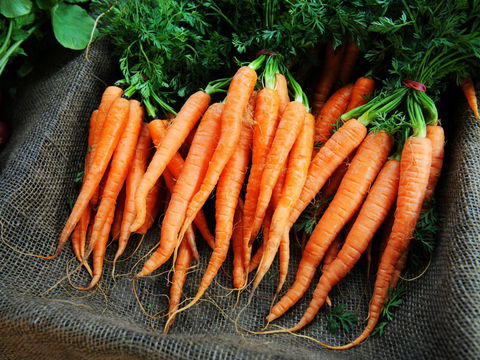 Mudgee Farm Walks - Events Australia 2