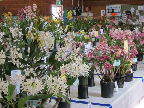Sapphire Coast Orchid Club Spring Orchid Show - Events Australia 0
