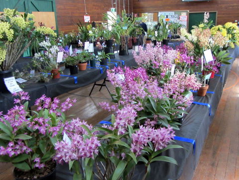 Sapphire Coast Orchid Club Spring Orchid Show - Events Australia 1