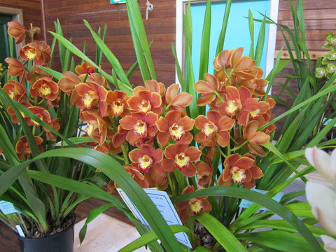Sapphire Coast Orchid Club Spring Orchid Show - Events Australia 2