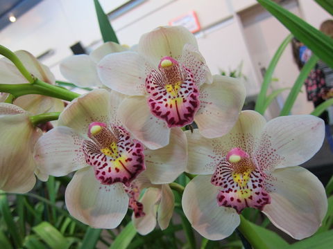 Sapphire Coast Orchid Club Winter Orchid Show - Events Australia 1