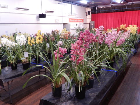 Sapphire Coast Orchid Club Winter Orchid Show - Events Australia 2