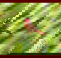 Spring into Finches and Softbills - Events Australia