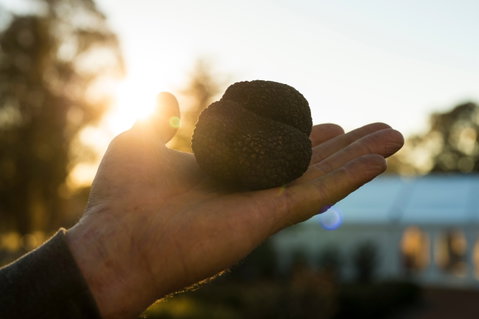The Truffle Festival - Canberra Region - Tourism Bookings 0