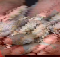 Armidale Farmers' Market - Events Australia