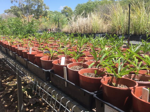Conservation Volunteers Australia Townsville - Ocean View Nursery - Tourism Bookings 2