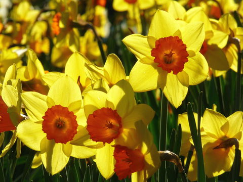 Daffodils At Rydal - Events Australia 1