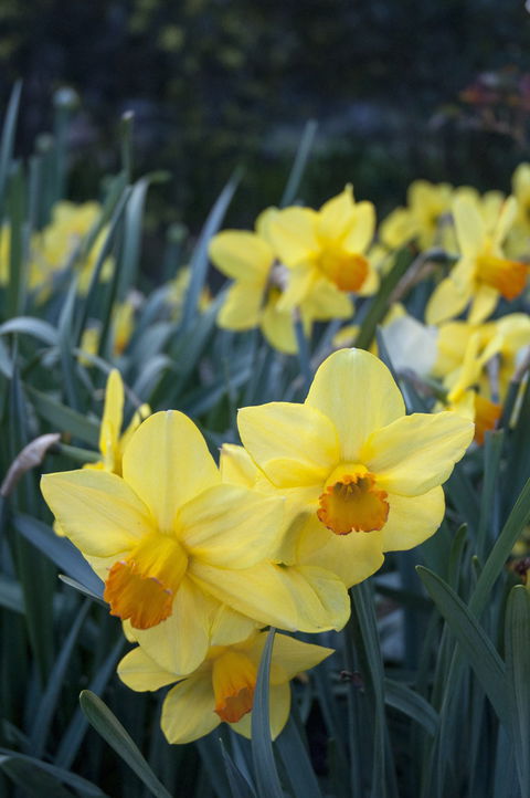Daffodils At Rydal - Events Australia 2