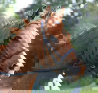 Glen William Gymkhana - Events Australia