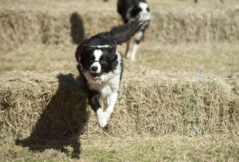 Great Nundle Dog Race - Tourism Bookings 0