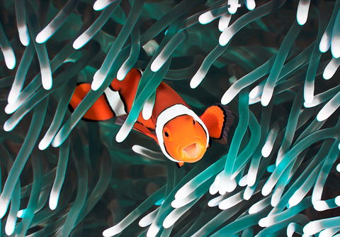 Great Barrier Reef Masters Games - Events Australia 1