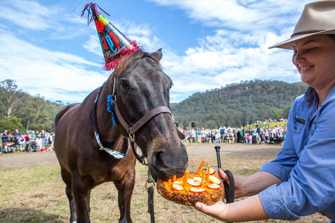 Horses Birthday Festival - Tourism Bookings 0