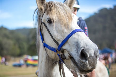 Horses Birthday Festival - Tourism Bookings 1