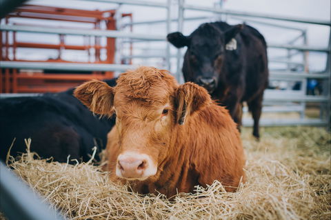 Mudgee Small Farm Field Days - Events Australia 2