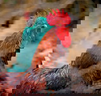 Nimbin Show - Events Australia