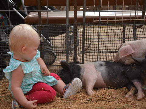 The Gunnedah Show - Events Australia 1