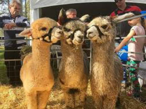 Tocal Field Days - Events Australia 2