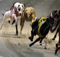 Twilight Greyhound Racing - Tourism Bookings