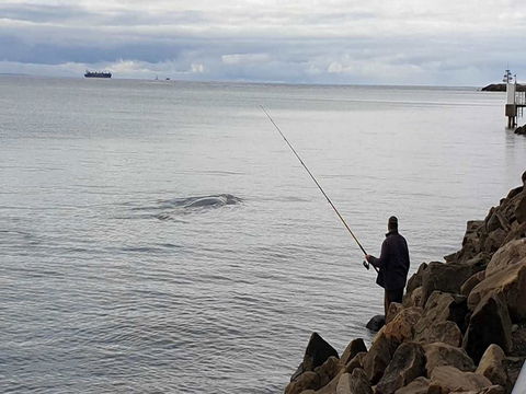 Whale Watching In Portland - Events Australia 0