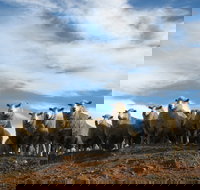 Annual Bredbo Sheep Dog Trials - Events Australia