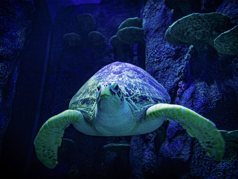 Sydney's Aquarium - Tourism Bookings 0