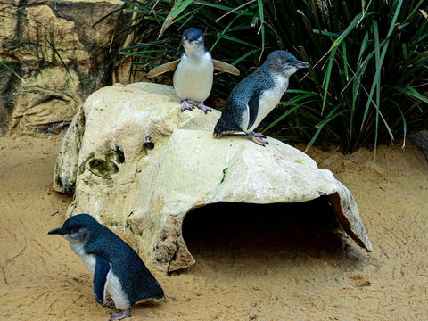 Sydney's Aquarium - Tourism Bookings 2
