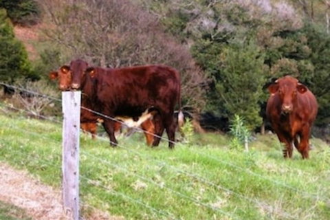 Top Of The Hill - Events Australia 6