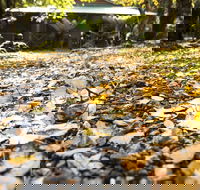 Cradle Forest Inn - Events Australia