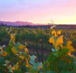 Red Door Collective RDC Estate - Events Australia