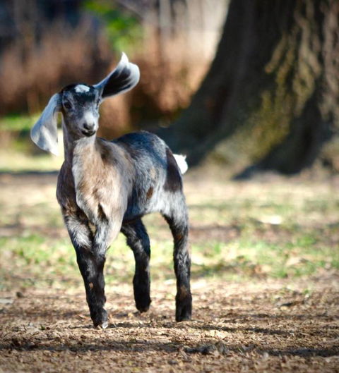 Alexandra Farmstay - Events Australia 5