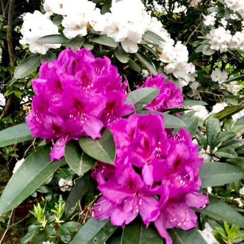Aldgate Creek Cottage Bed & Breakfast - Events Australia 5
