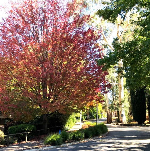 Aldgate Creek Cottage Bed & Breakfast - Events Australia 2