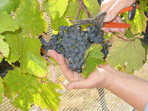 Fergies Hill Spa Cottage At Granite Ridge Wines - Events Australia 3