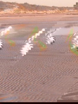 Perlubie Sea - Events Australia 6