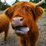 Nutcrackers Lodge - Events Australia 0