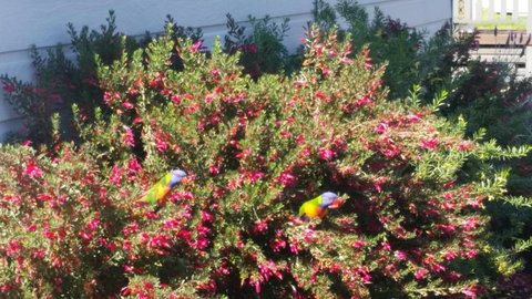 Injune Haven - Events Australia 2