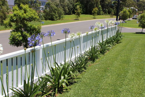 Red Waratah - Events Australia 2