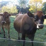 Mayberry TAS Events Australia