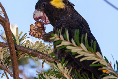 Pearl Hawley Beach - Events Australia 7