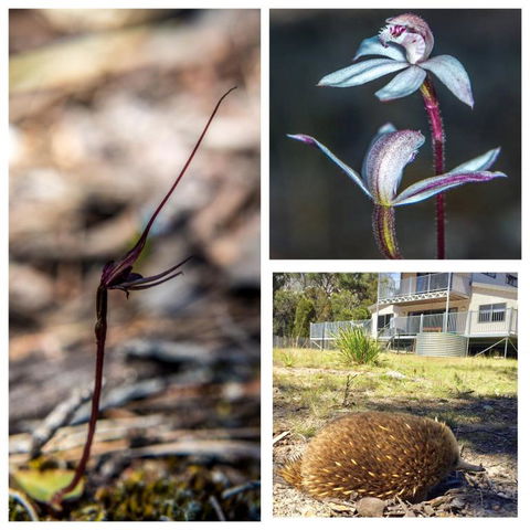 Echidna On Bruny - Accommodation Europe 5