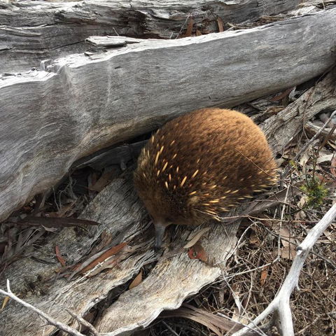 Echidna On Bruny - Accommodation Europe 2