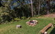 Kookaburras At Smiths - thumb 4