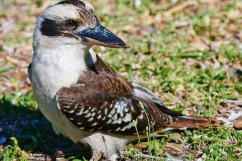 Kookaburras At Smiths - Tourism Bookings 5