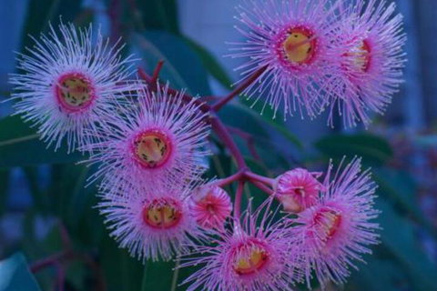 Brisbane Milton Bed & Breakfast - Events Australia 4