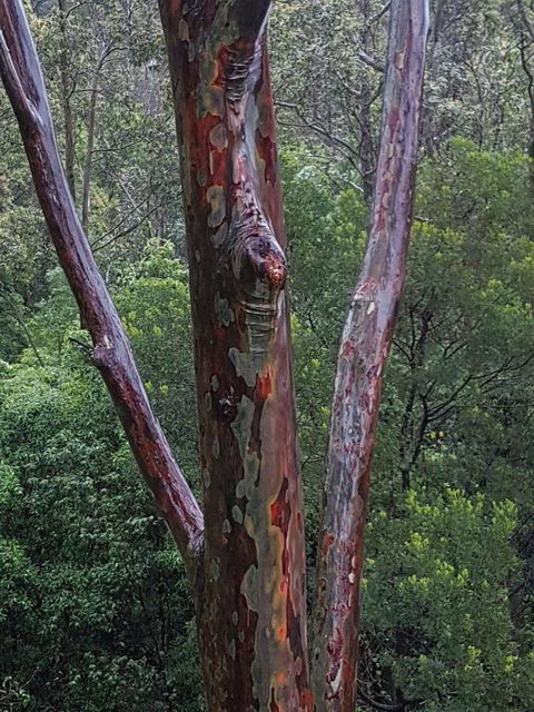 Bellbird Cottage B & B - Tourism Bookings 6