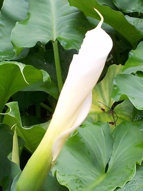 Bellbird Cottage B & B - Tourism Bookings 3