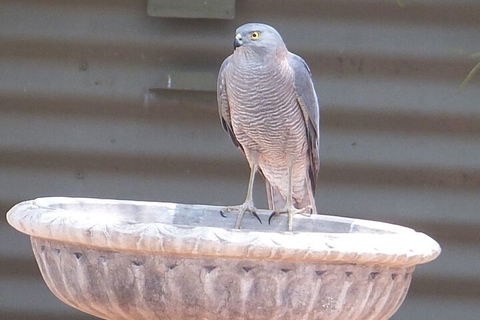 Kathys Place Bed And Breakfast - Events Australia 3